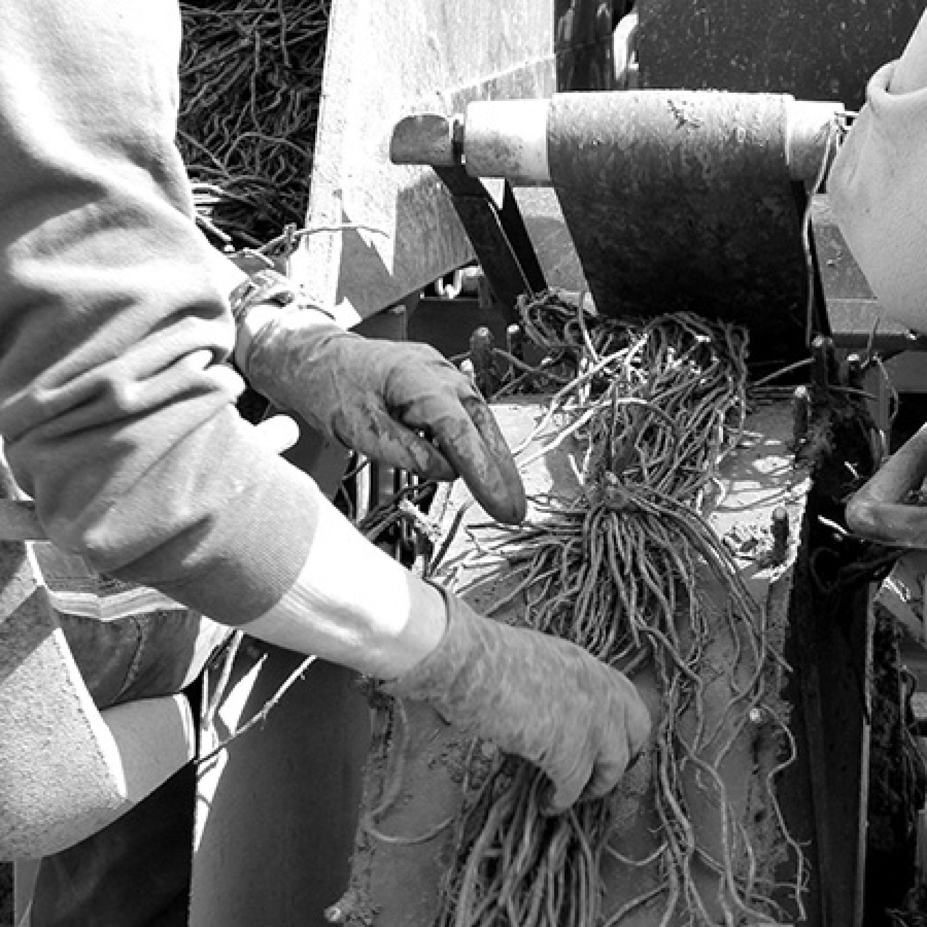 wurth-obst-und-spargel-zusammenarbeit