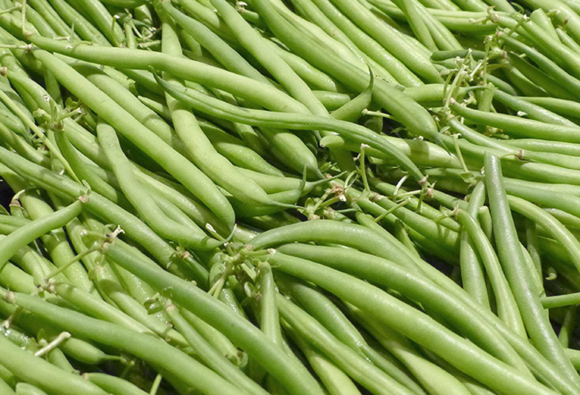 wurth-obst-und-spargelhof-sortiment-bohnen