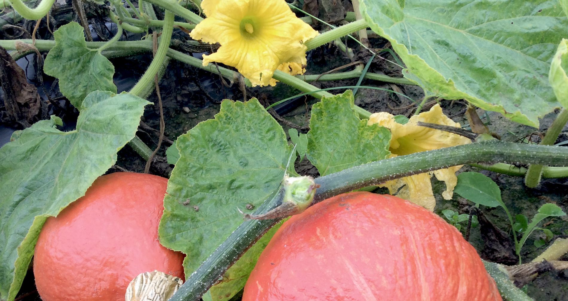 wurth-obst-und-spargelhof-sortiment-kuerbis