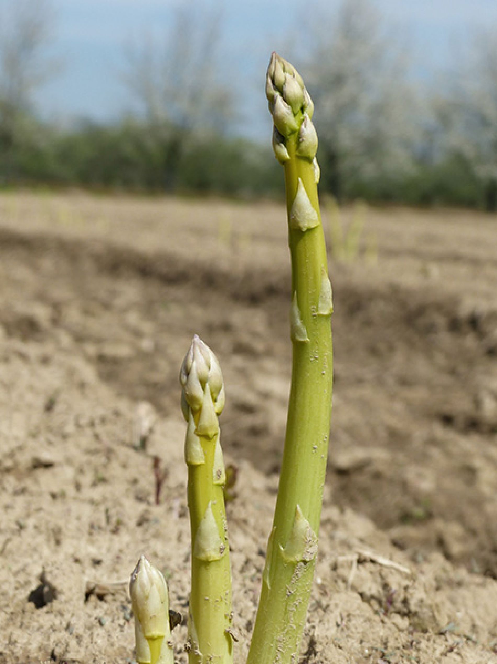 wurth-obst-und-spargelhof-sortiment-spargel-renchtal