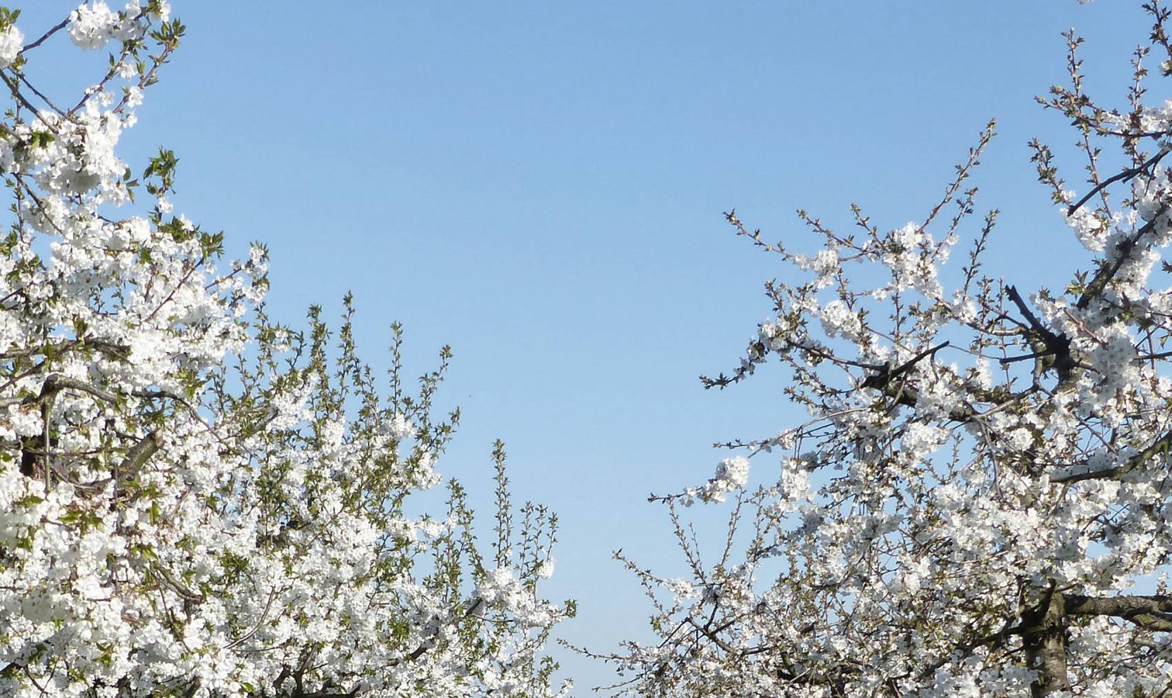wurth-obst-und-spargelhof-blueten