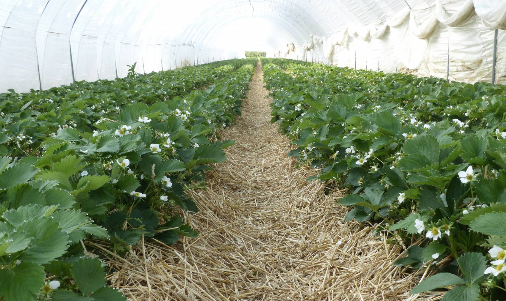wurth-obst-und-spargelhof-erdbeeren
