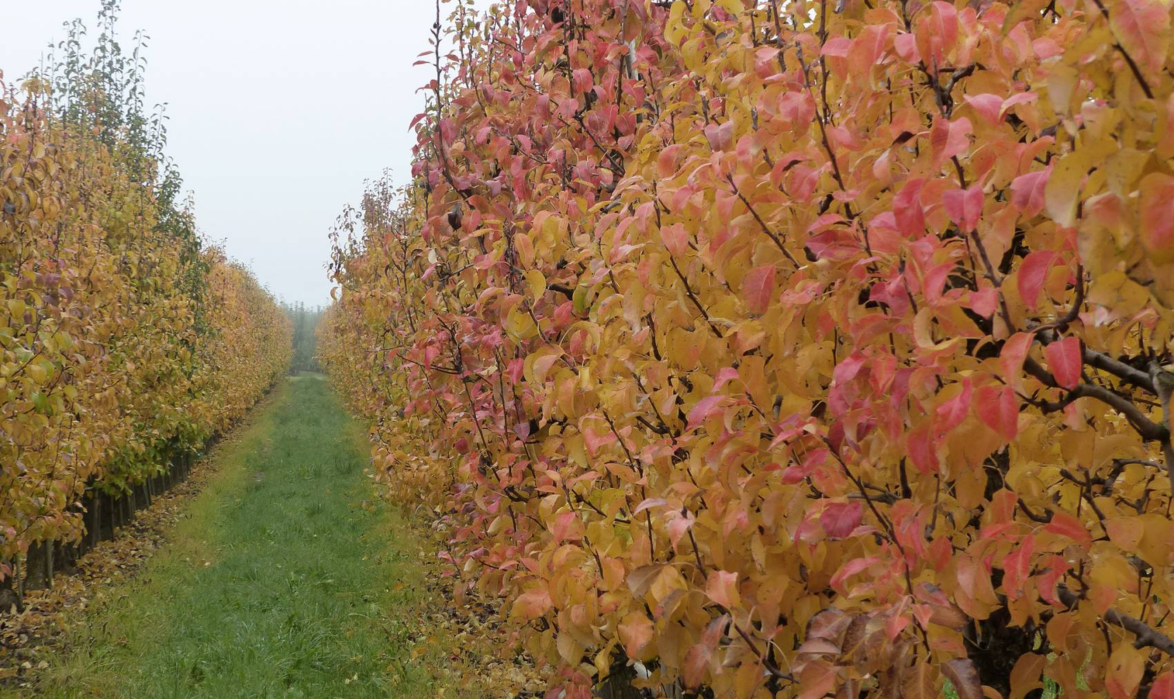 wurth-obst-und-spargelhof-herbst